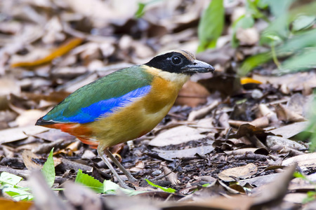 blue-winged pittaの写真素材