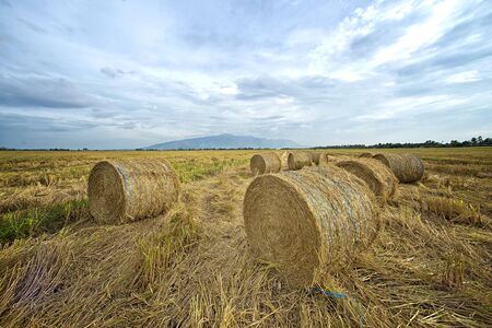 paddy strawの写真素材