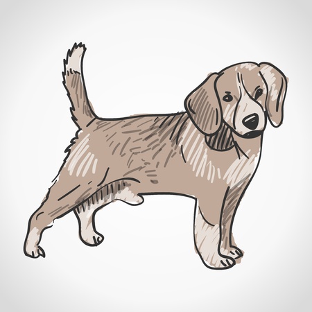 Beagle Dogのイラスト素材