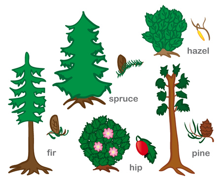 Conifers And Shrubsのイラスト素材