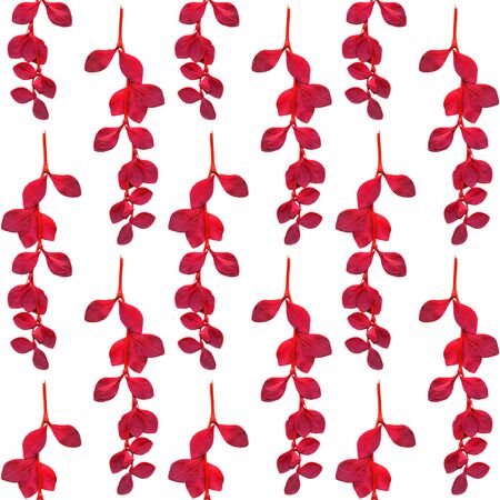 Herbarium liana red leaves seamless on white background.の写真素材