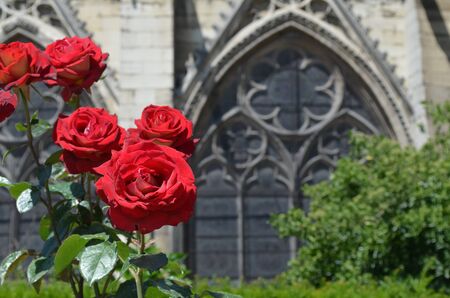 Red roses on a background window of churchの写真素材
