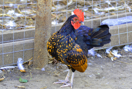 brown chicken or roosterの写真素材