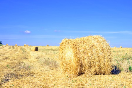 haymaking, harvesting in the fieldsの写真素材
