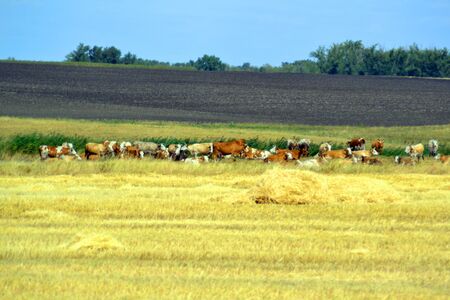 Cows grazing on a spring meadowの写真素材