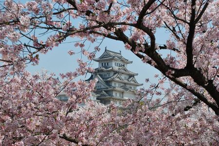 Himeji Castle during cherry blossomのeditorial素材