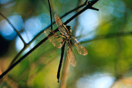 Single dragonfly sitting on a branchlet at sunsetの写真素材