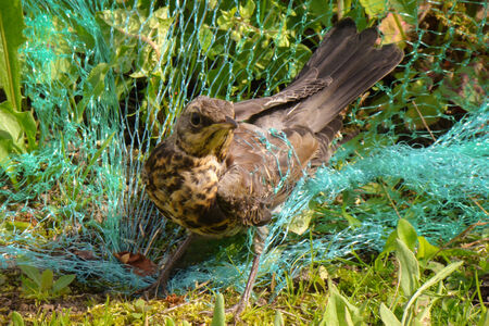 Forest songbird passerine.の写真素材