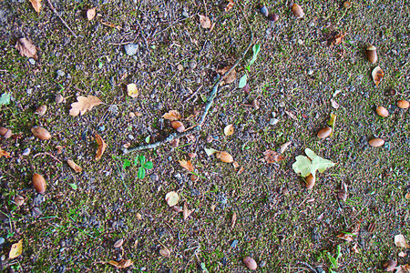 acorns and leavesの写真素材