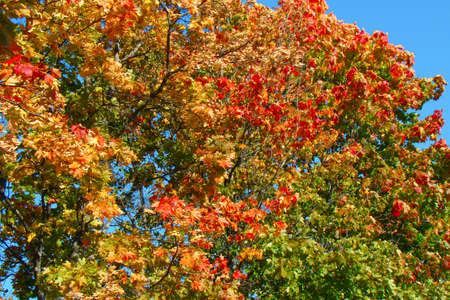 bright colorful leaves of maple on a sunny day