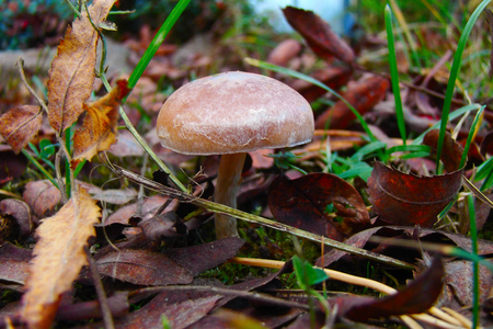 small inedible fungus in fallen autumn leaves