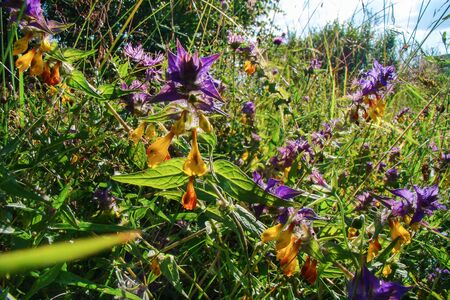 field colorful flowers among lush green grassの写真素材