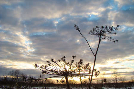silhouette dry plants on sunset sky backgroundの写真素材