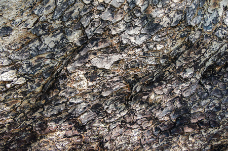 Large scaly bark of the tree 