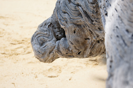 Interesting withered and twisted part of an old treeの写真素材