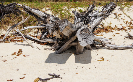 weathered dried driftwood tree on the shoreの写真素材
