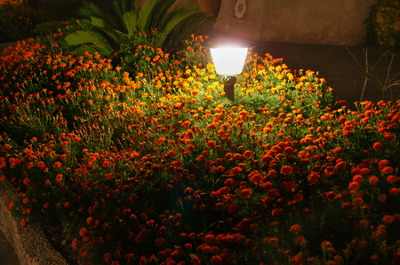 small lantern illuminating the bed of marigoldsの写真素材