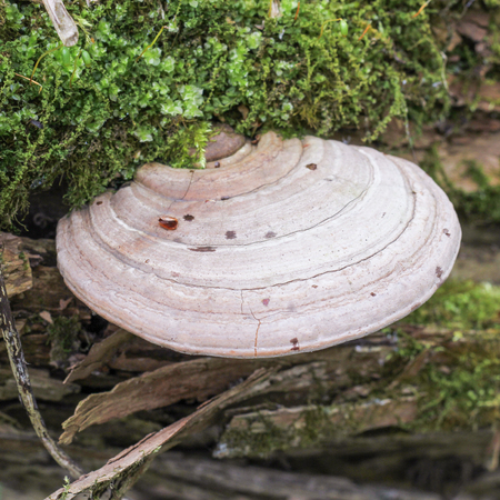Hat wood mushroom and green moss on it
