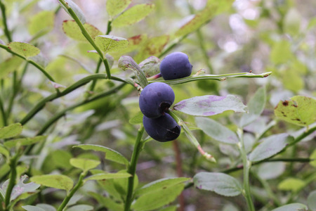 blue blueberriesのeditorial素材