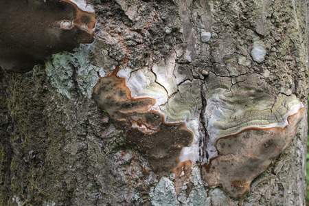Education, hard mushroom on a tree