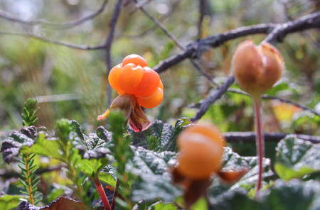 cloudberryのeditorial素材