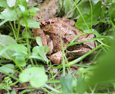 Frog in the grassのeditorial素材