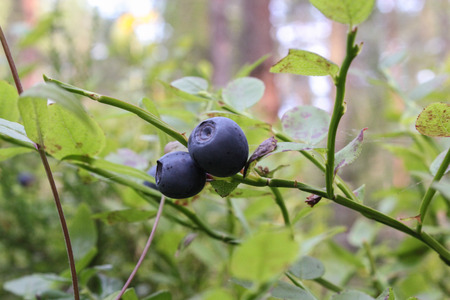 blueberries