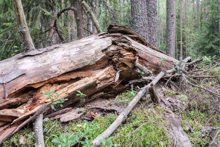 Broken tree trunkの写真素材