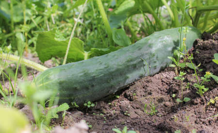 long cucumberの写真素材