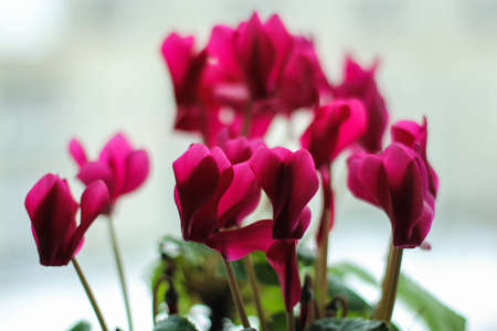 Red flowers home.の写真素材