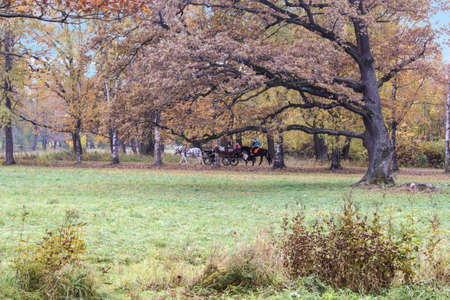 Horses in autumn park with old oak trees.の写真素材