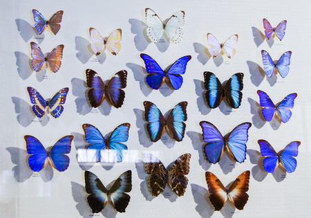 Large collection of butterflies. Collections of butterflies from around the world.
