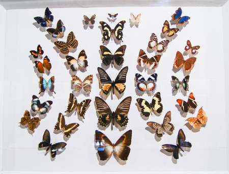Butterflies of different colors. Collections of butterflies from around the world.の写真素材