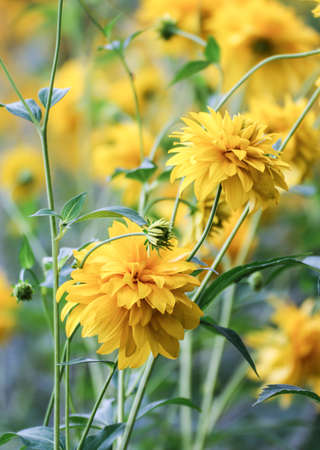 Thickets of yellow flowers. Flowers in the garden and in the wild.の写真素材