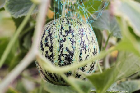 Melon in the grid. Vegetable crop in the greenhouse in the garden.の写真素材