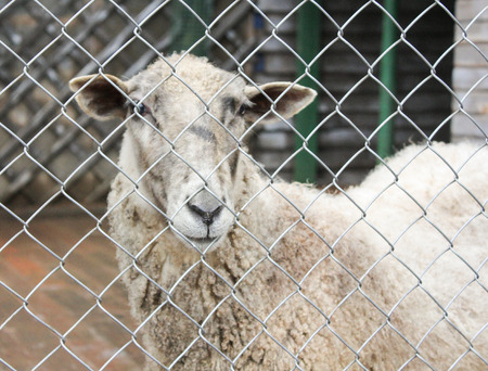 Sheep behind fence.の写真素材