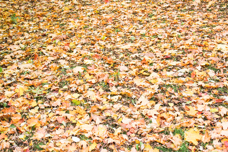 Background of yellow leaves.のeditorial素材