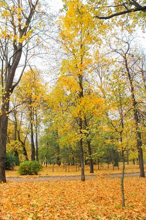 Yellow leaves in the park.のeditorial素材