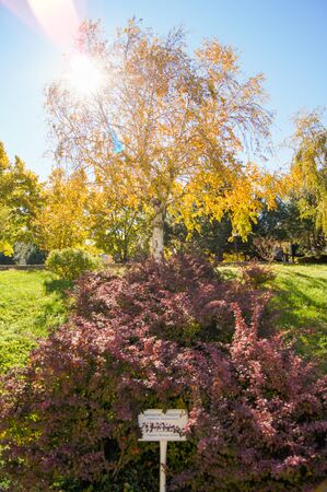 The sun in the park. Plants and trees in a suburban landscape design.の写真素材