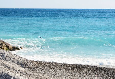 Seagull over the water.の写真素材