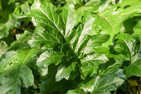 Large green leaves.の写真素材