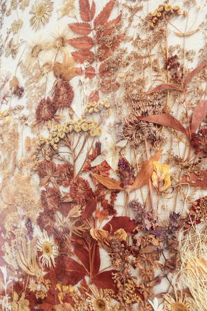 Dry autumn plants.の写真素材