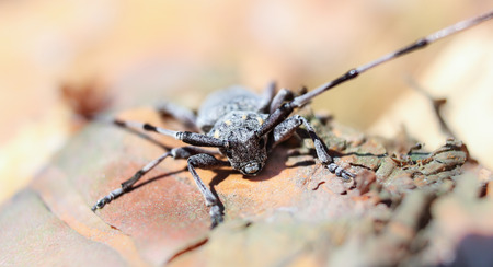 The hairy face of a beetle.の写真素材