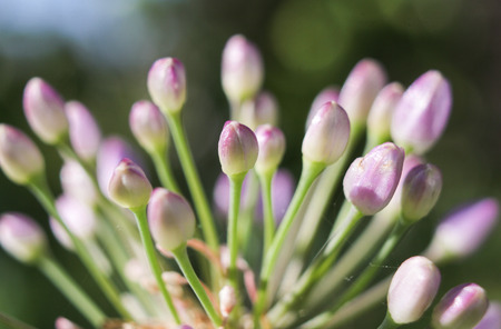 Flower onion garden.の写真素材