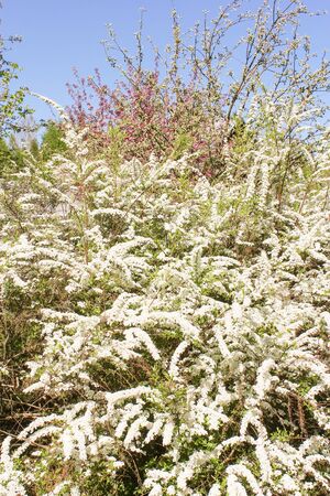 Spring blooming garden.