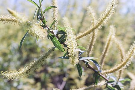 Spring branch of willow.