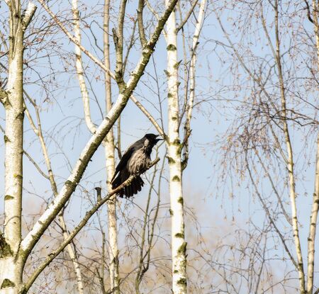 Crow on the tree of a crow.