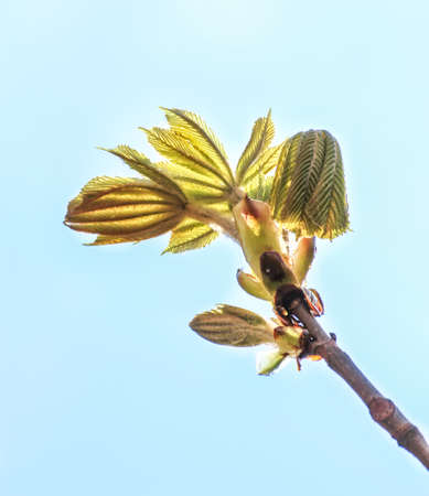 A new escape of the chestnut.の写真素材