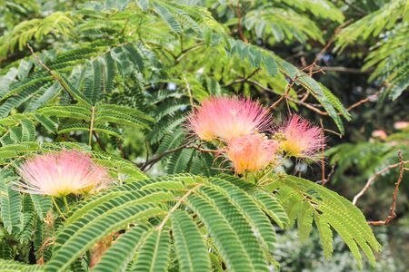 Fluffy flowers on a tree.の写真素材