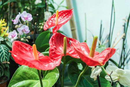 Red glossy callas.の写真素材